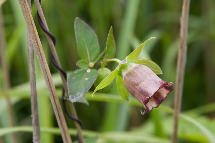 Codonopsis