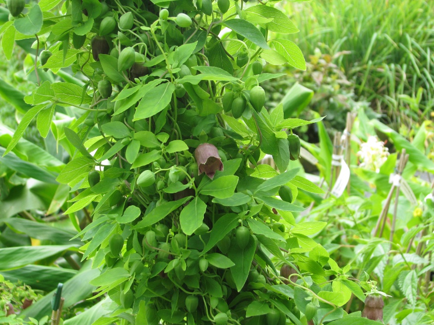 Codonopsis