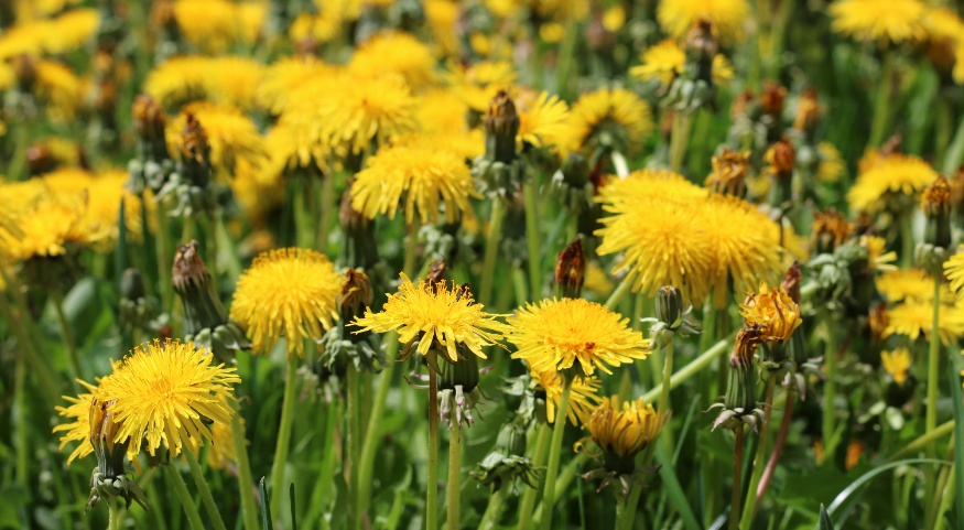 dandelion