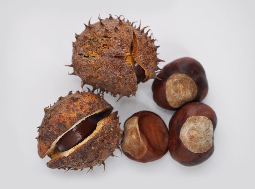 horse chestnut nuts