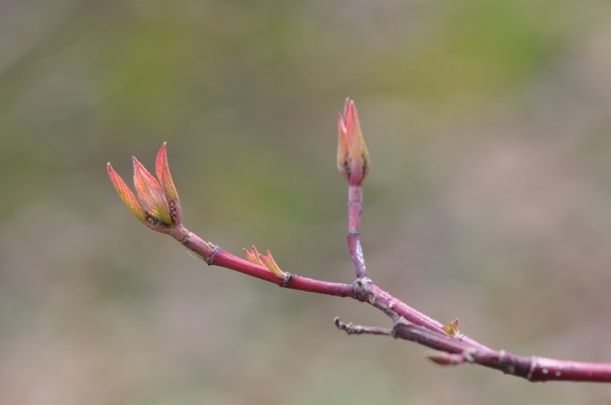 red osier dogwood buds