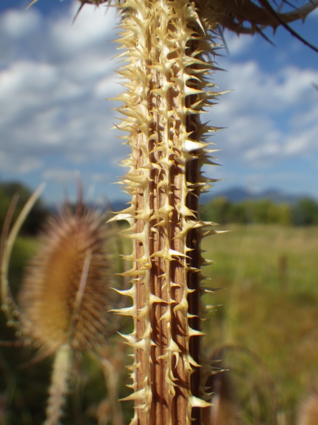 teasel