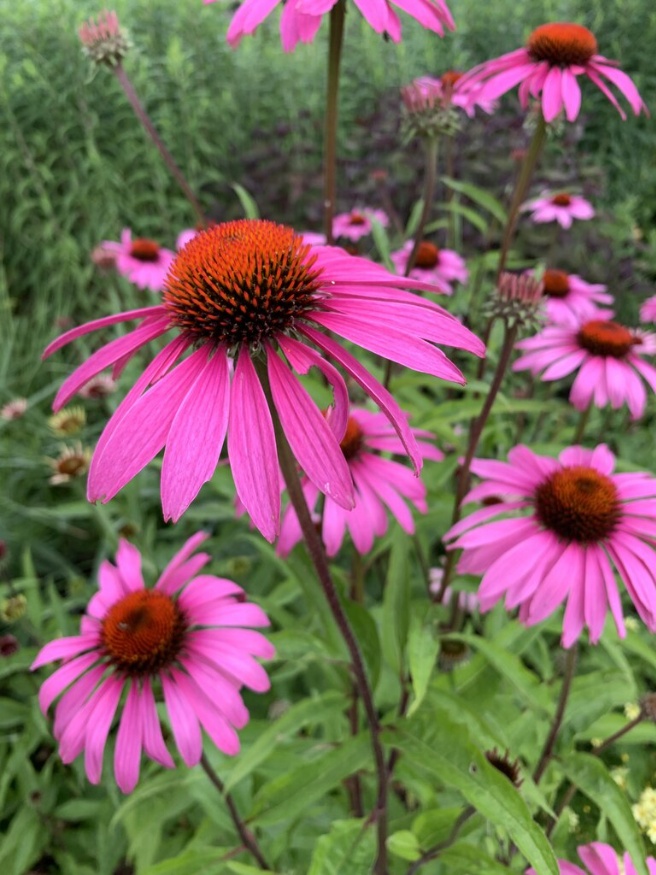 echinacea