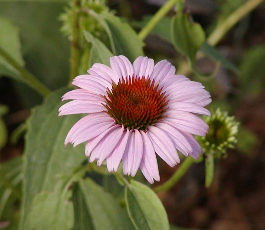 purple cone flower