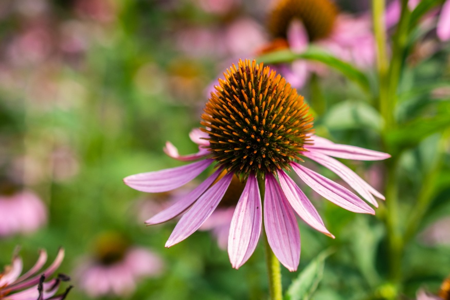 echinacea