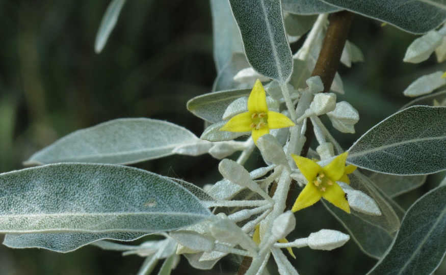 Russian olive flowers