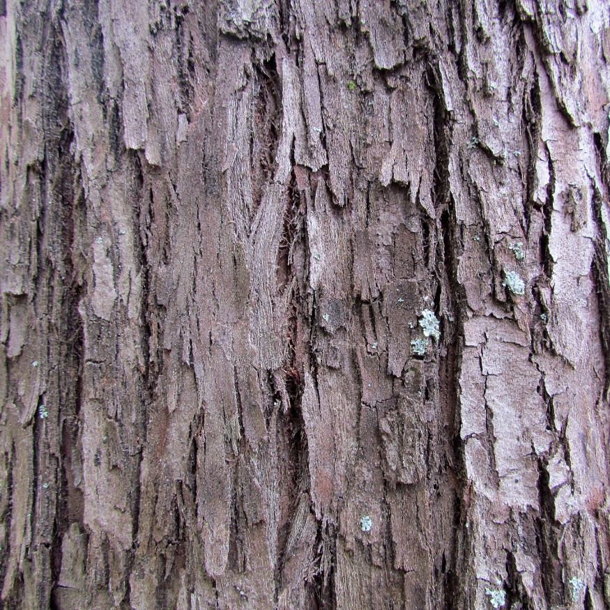 Russian olive