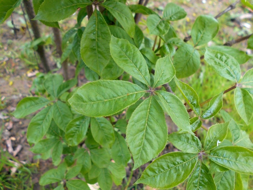 Ciberian ginseng