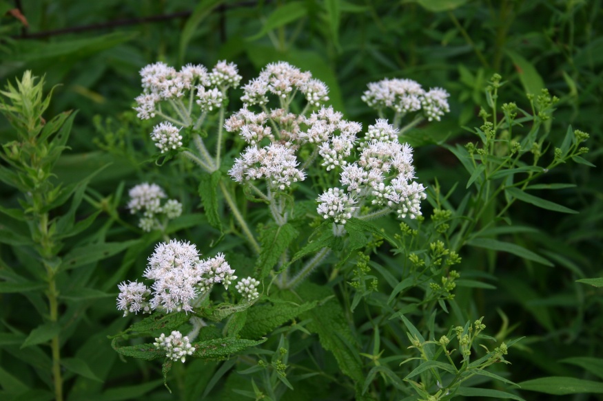 boneset