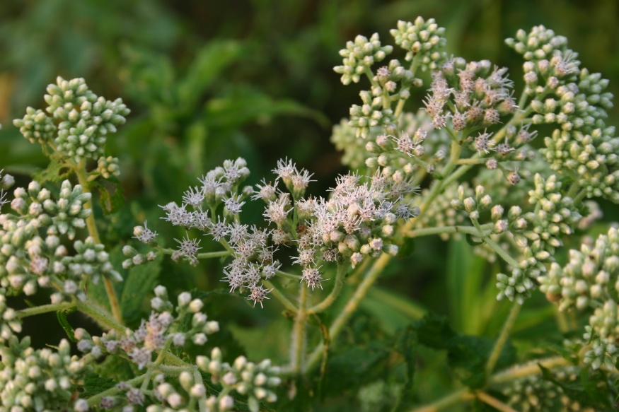 boneset