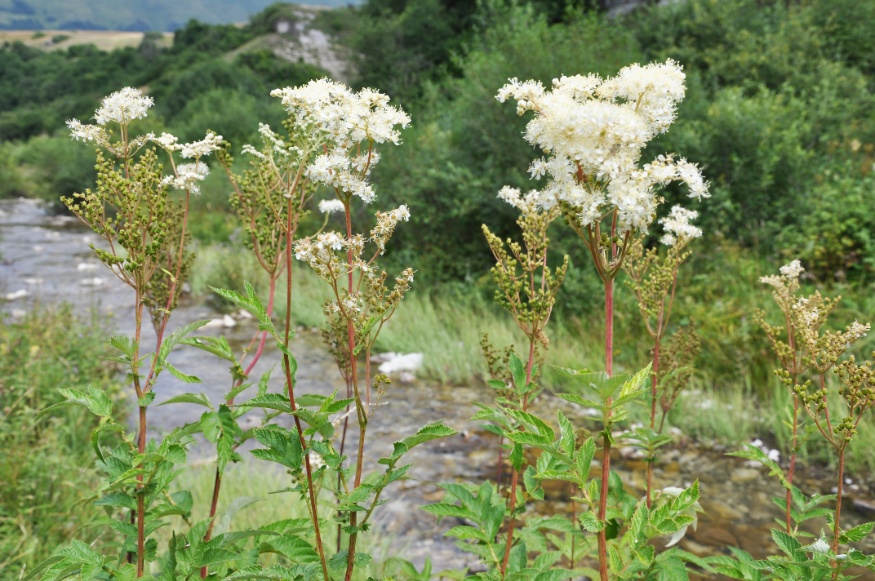meadowsweet