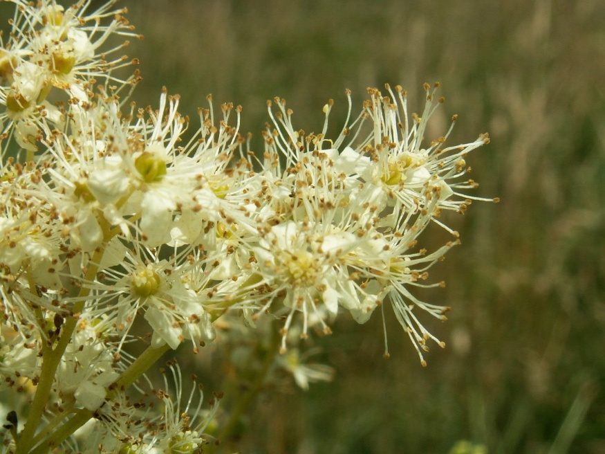 meadowsweet