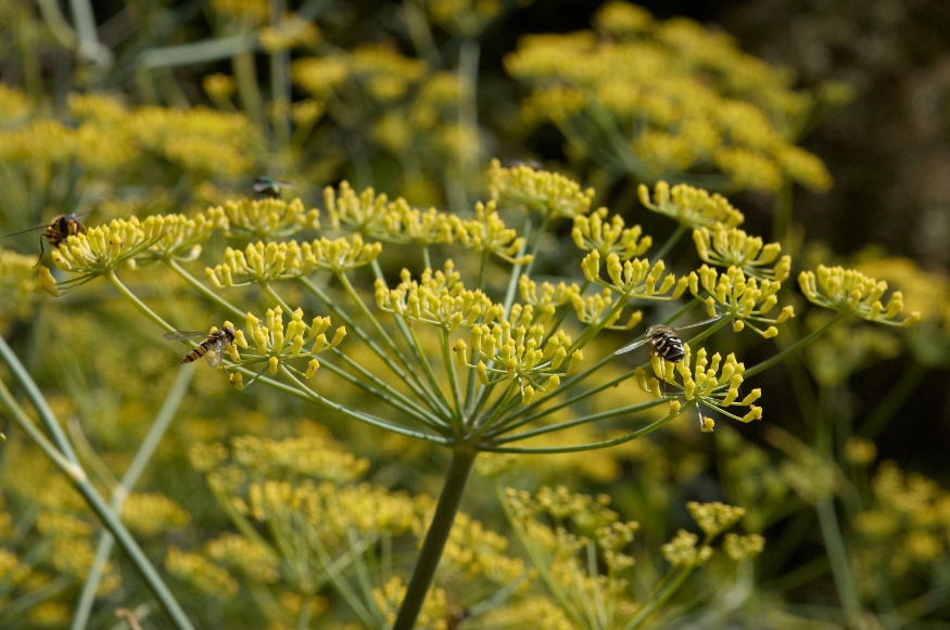 Fennel
