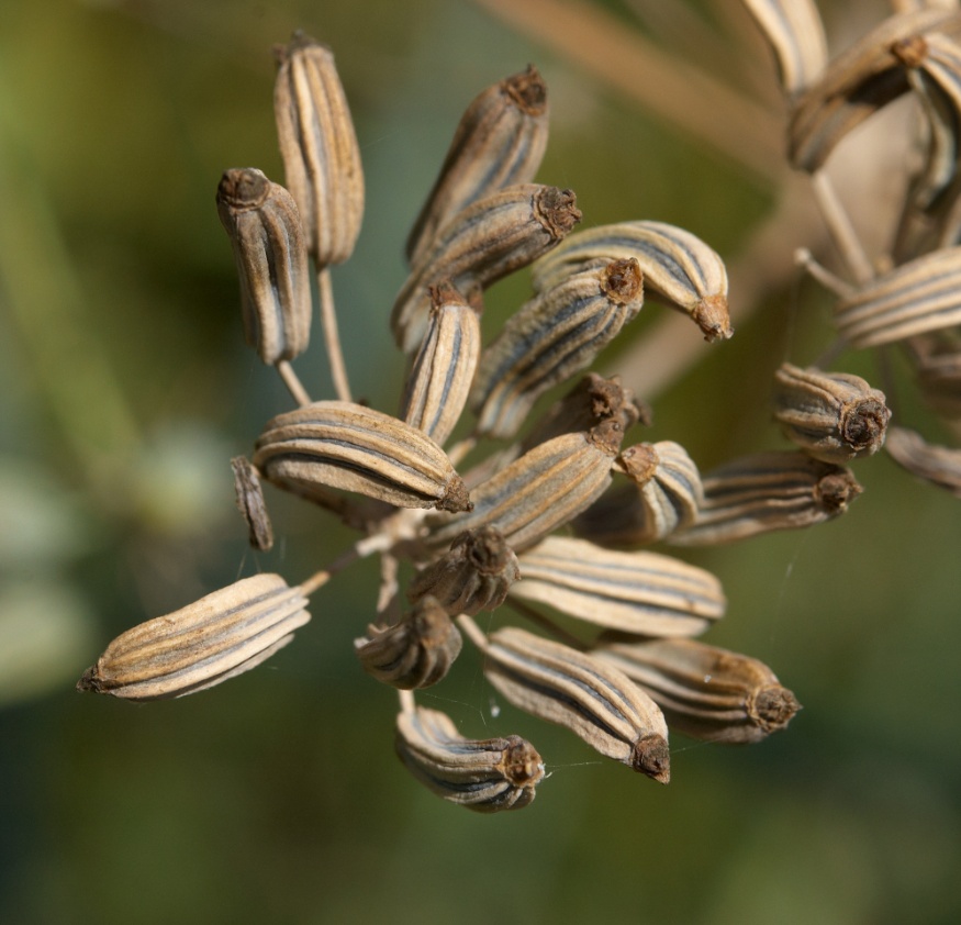 Fennel