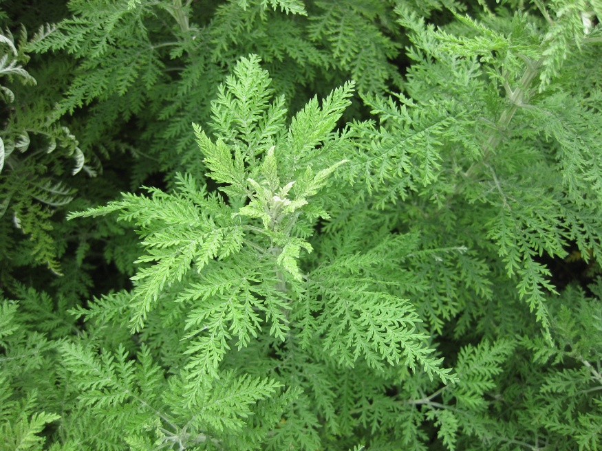 sweet wormwood