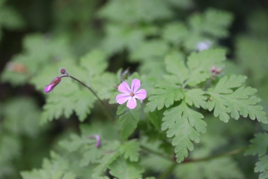 Wild Geranium (Geranium robertianum)