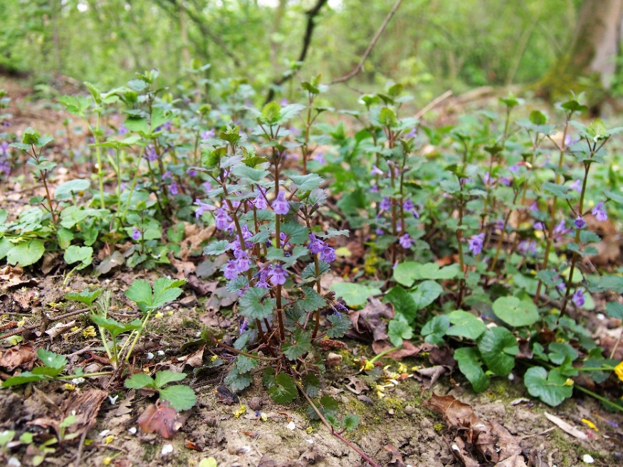 ground ivy