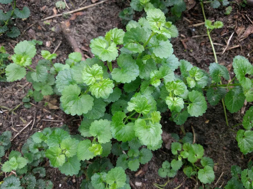 ground ivy