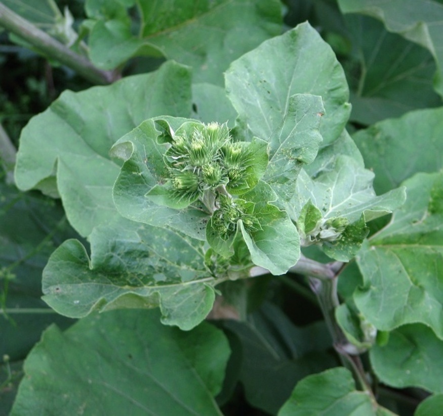burdock