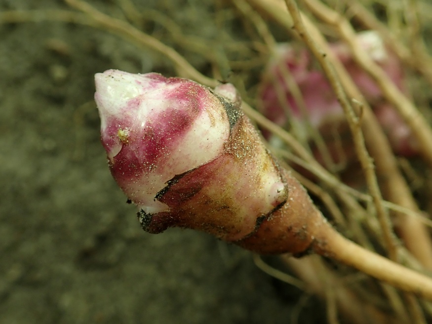 Jerusalem Artichoke