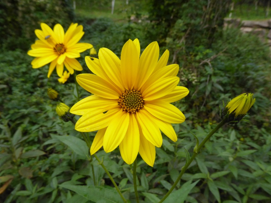 Jerusalem Artichoke