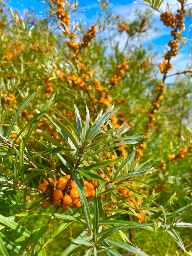 sea buckthorn