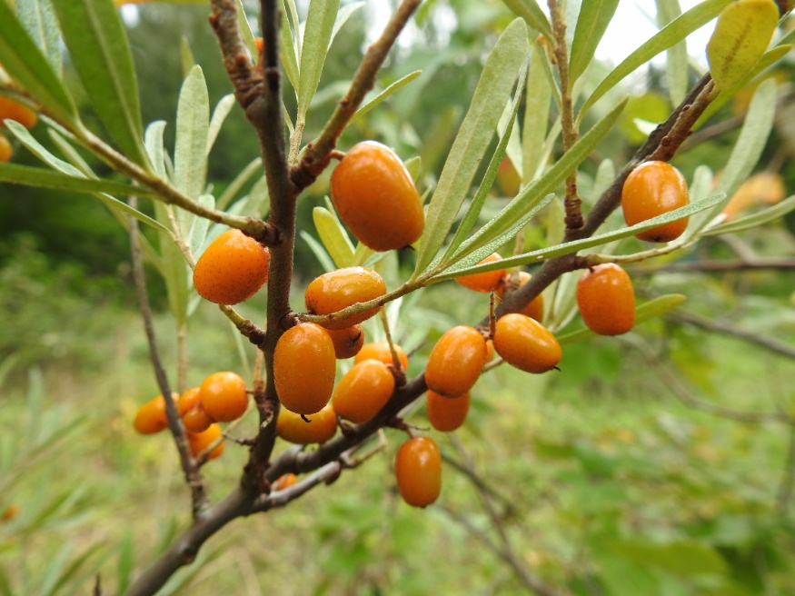 sea buckthorn