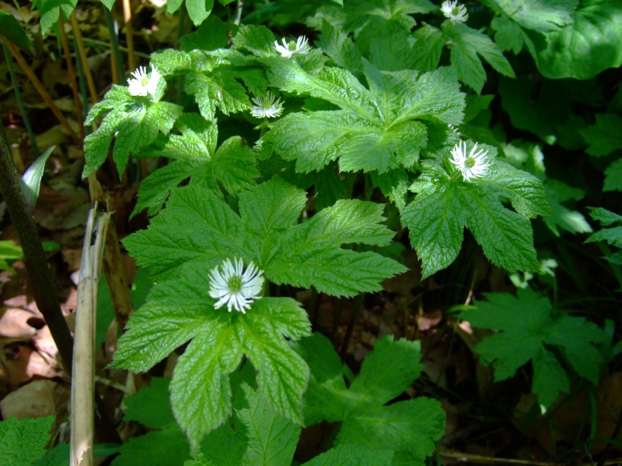goldenseal