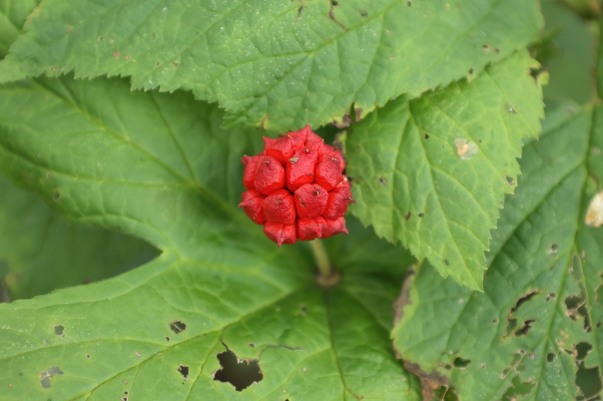 goldenseal