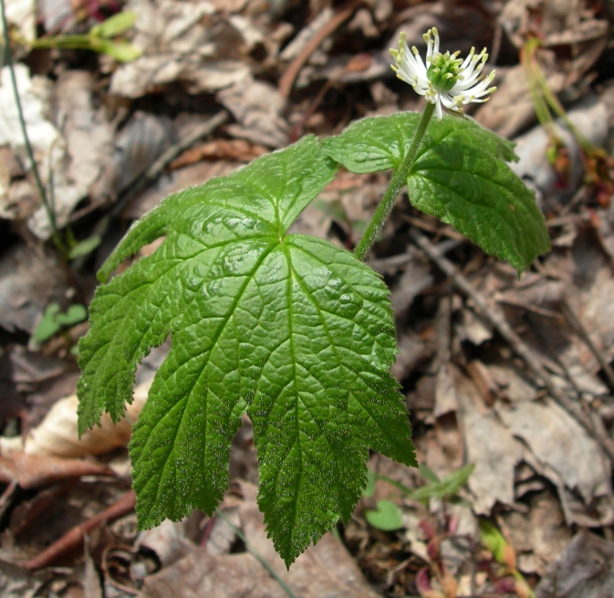 goldenseal