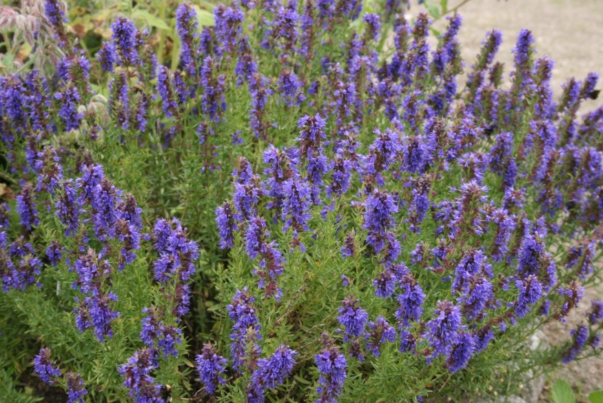 hyssop