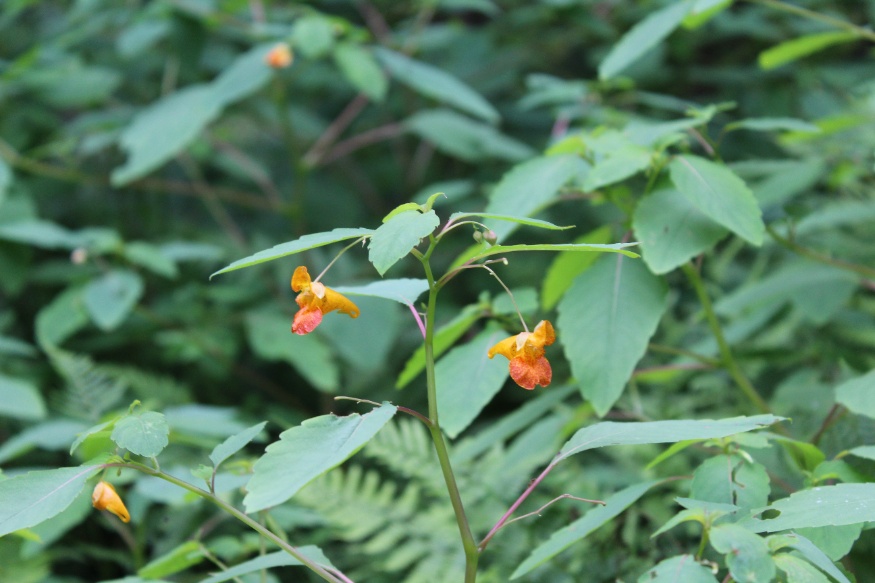 jewelweed