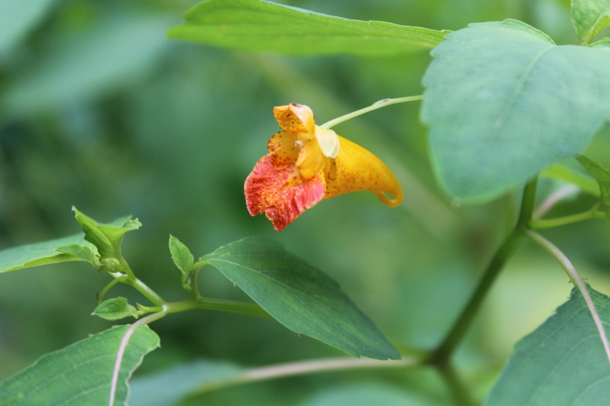 jewelweed