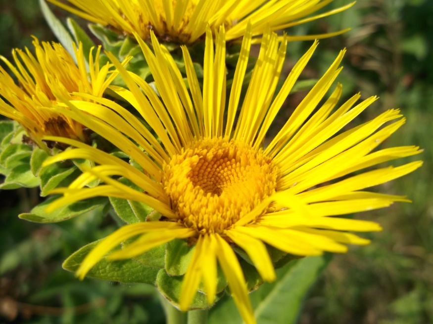 elecampane