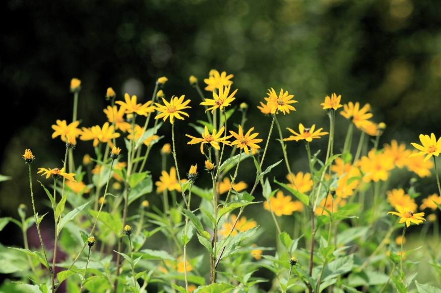 Jerusalem Artichoke