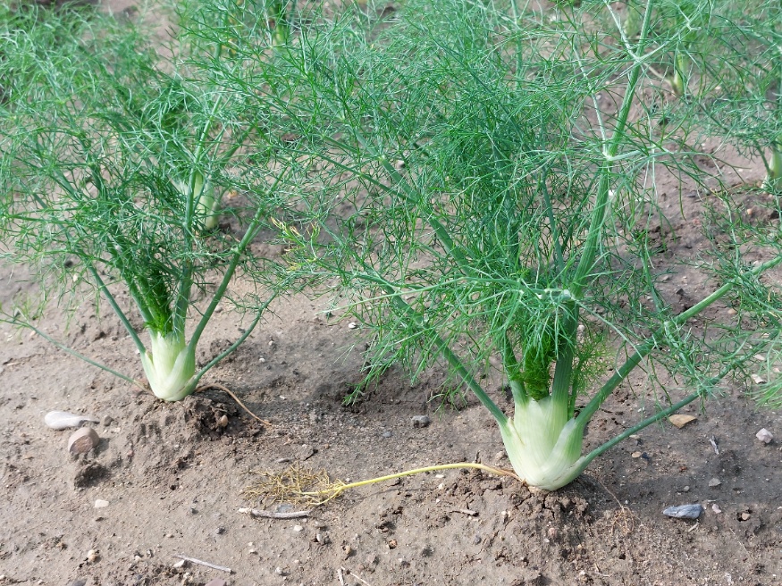Fennel