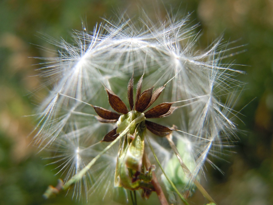 prickly lettuce