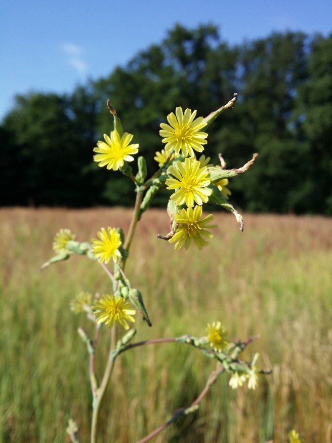 prickly lettuce