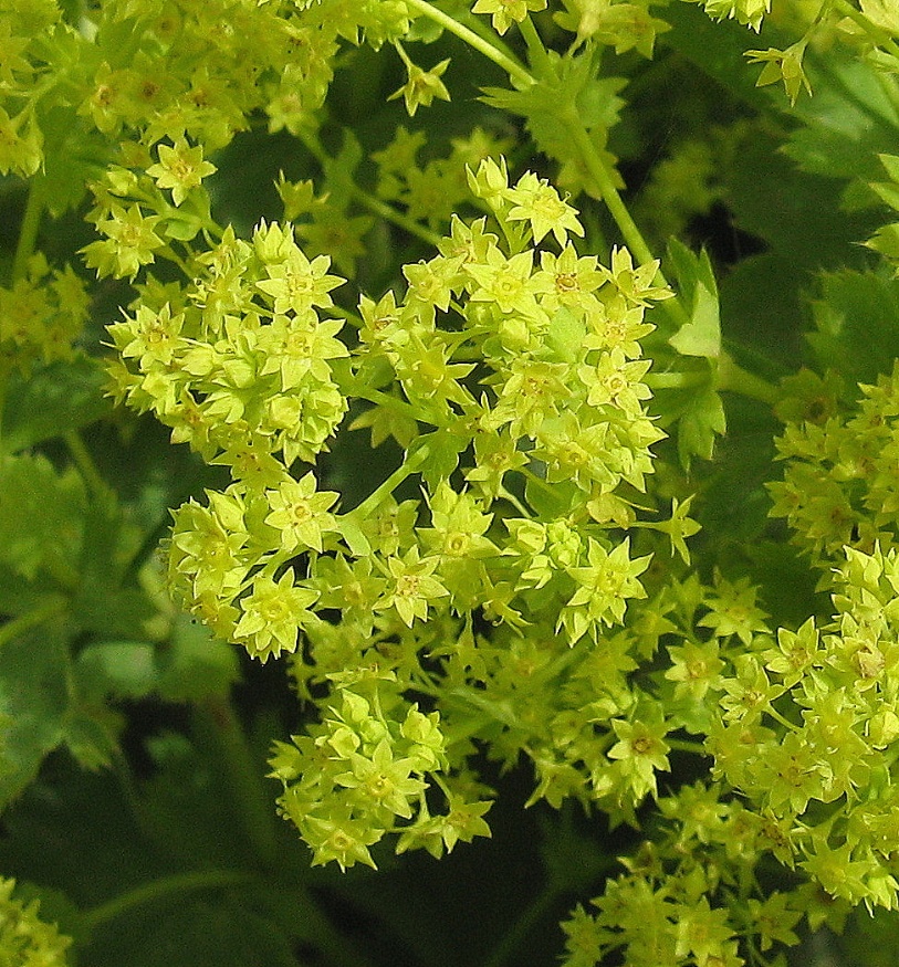 lady's mantle