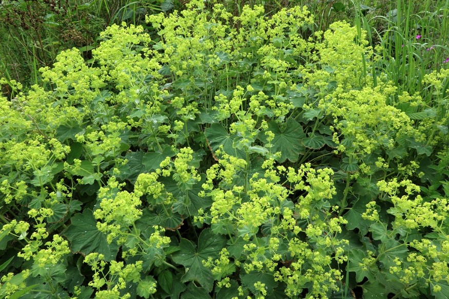 lady's mantle