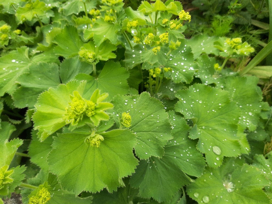lady's mantle