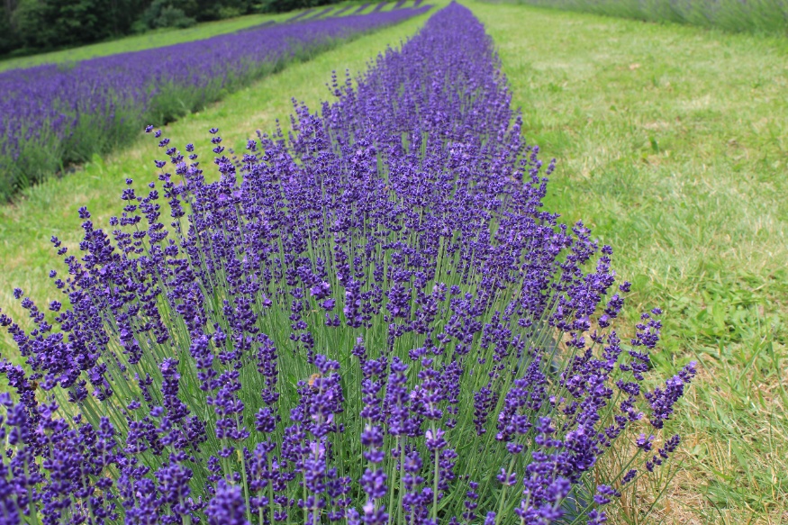 lavender