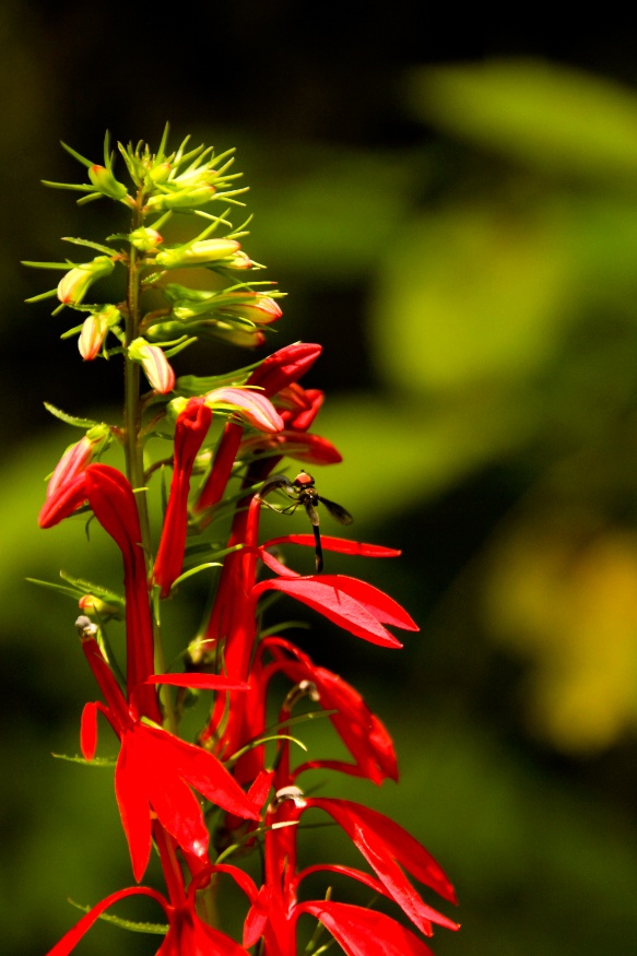 cardinal flower
