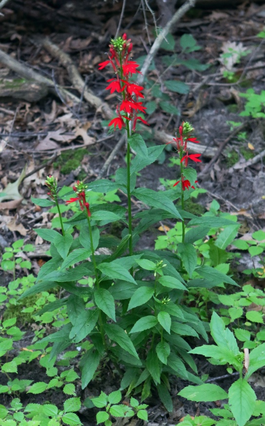 cardinal flower