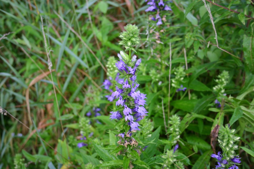 great blue lobelia