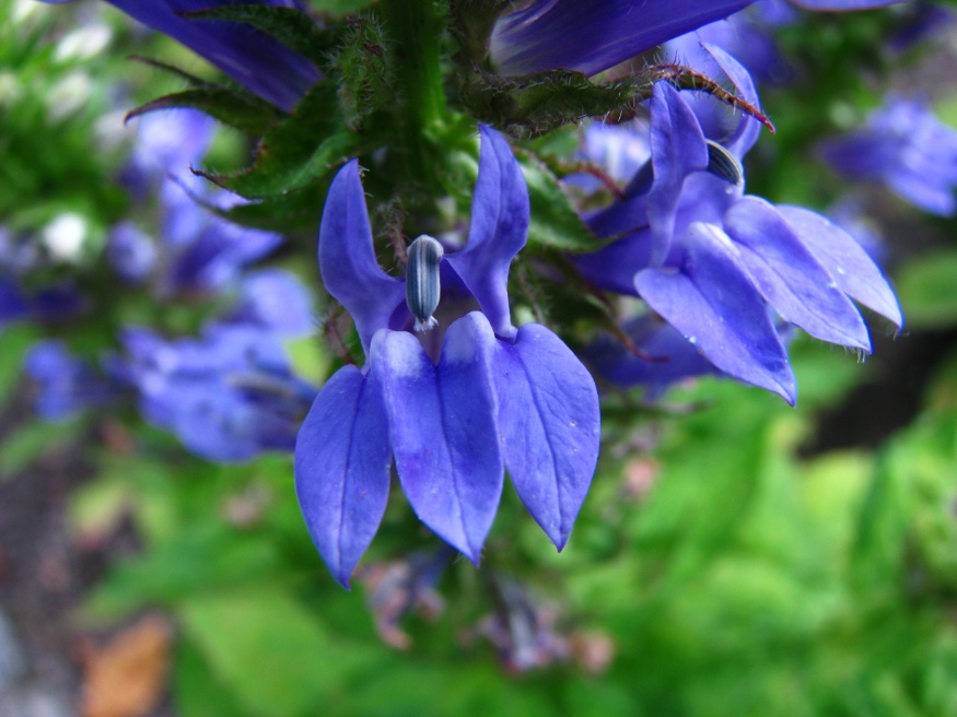 great blue lobelia