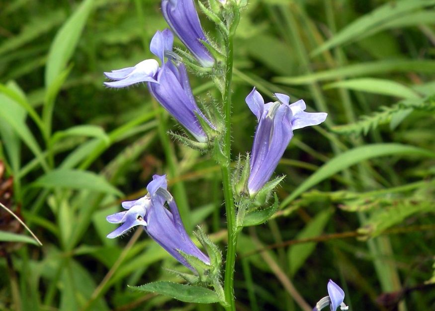 great blue lobelia