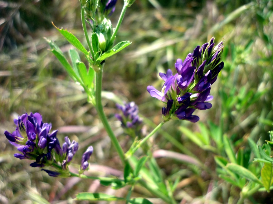 alfalfa