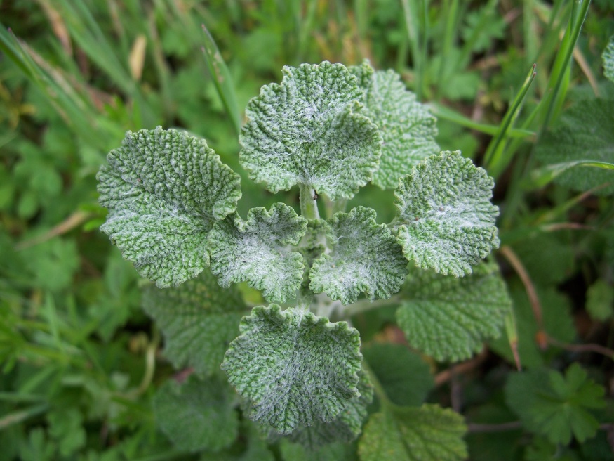 horehound