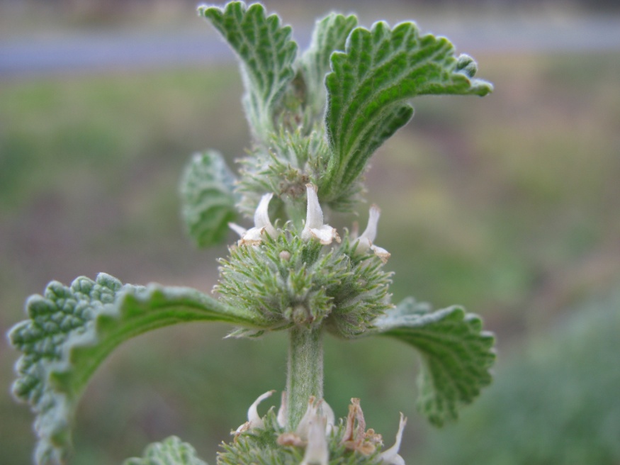 horehound